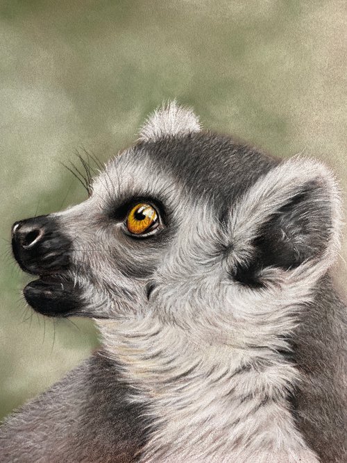 Lemur by Maxine Taylor