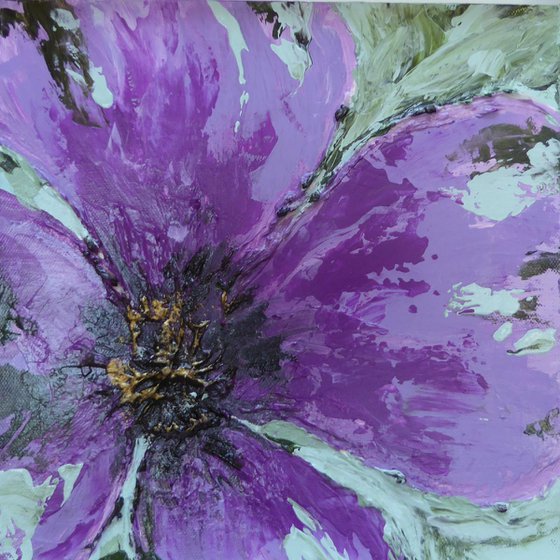 Purple Poppy