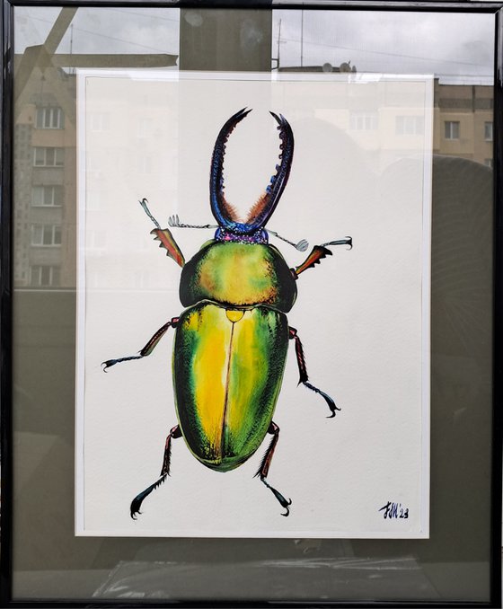 Rainbow King Magnificenza