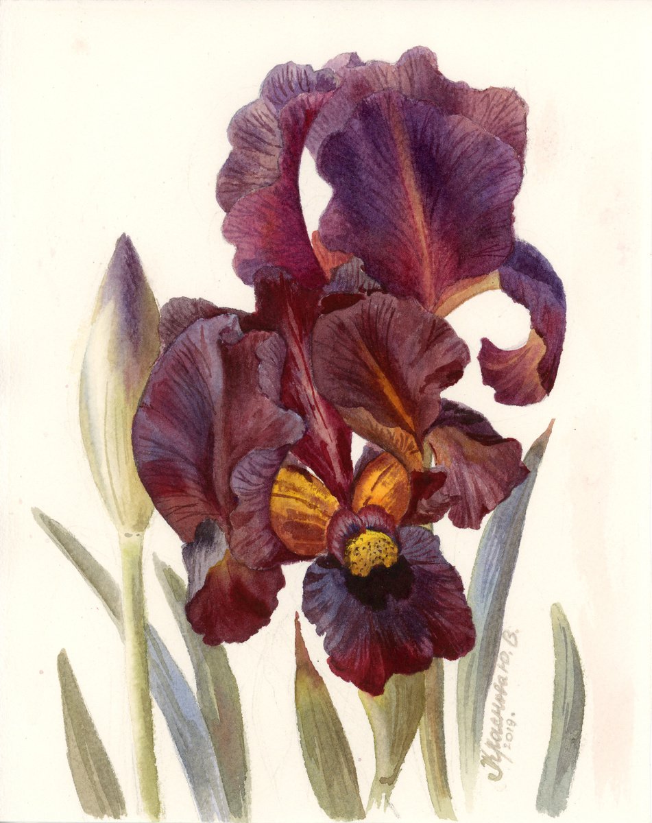 Photorealistic Botanical Watercolour By Yulia Krasnov, 8 X 10", Iris Dark Burgundy, Original Artwork