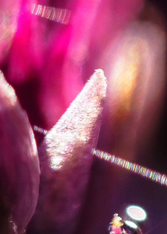 Purple Dreams - Studio Edition