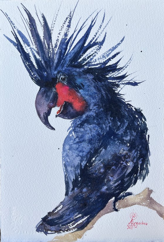 Palm black cockatoo