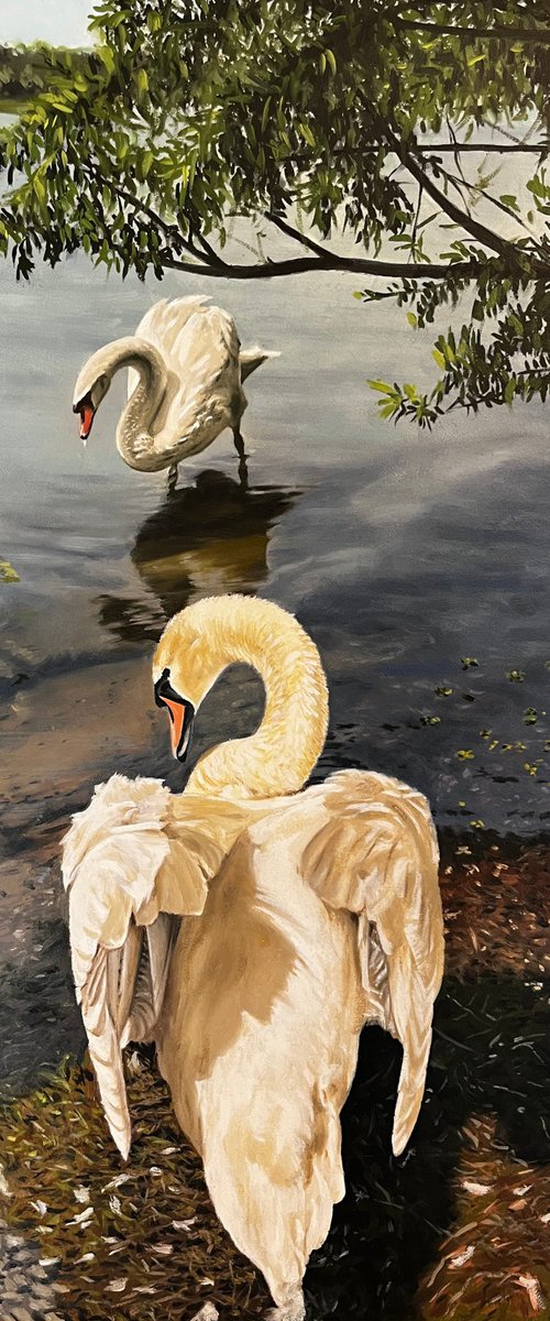 Swans at the Lake (50x40 cm) by Angelo Di Carlo