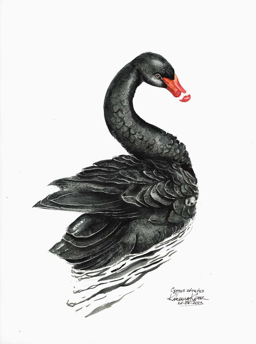 The Black Swan watercolor painting by Karolina Kijak