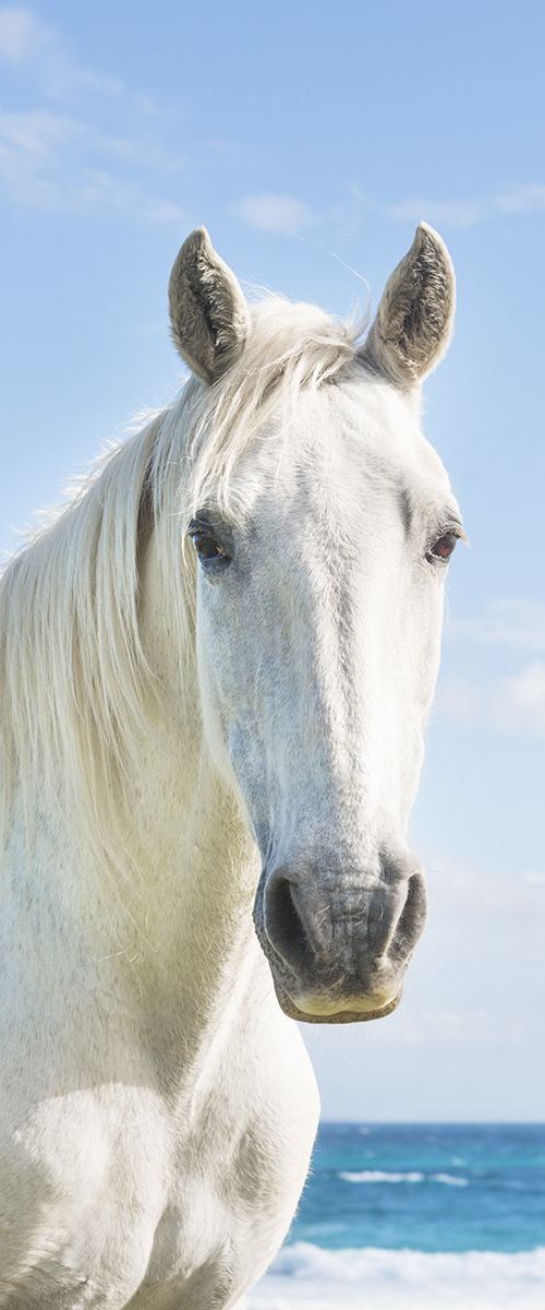 BEACH HORSES 3. by Andrew Lever