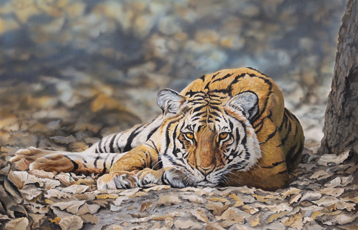 Photorealistic Animal Acrylic Painting By Julian Wheat, 27 X 18", Woodland Bengal Tiger, Original Artwork