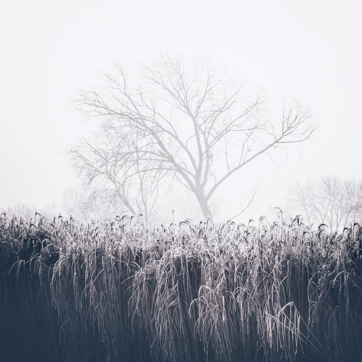 Winter’s Dust by Daniel Cook