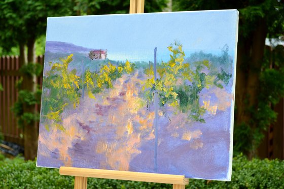 Morning in a sunny vineyard