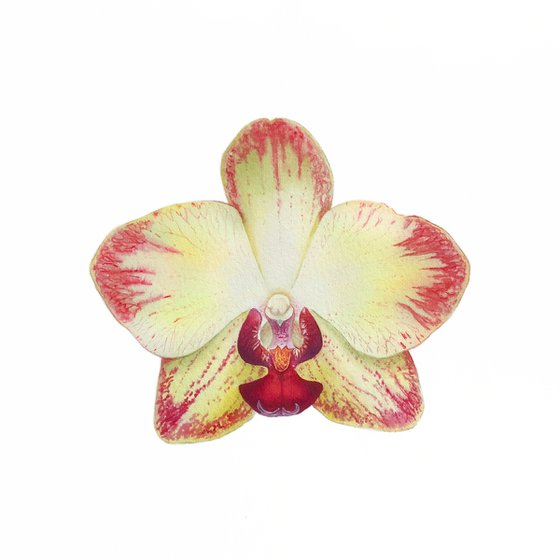 Orchid Phaleonopsis. A series of original watercolour artwork.