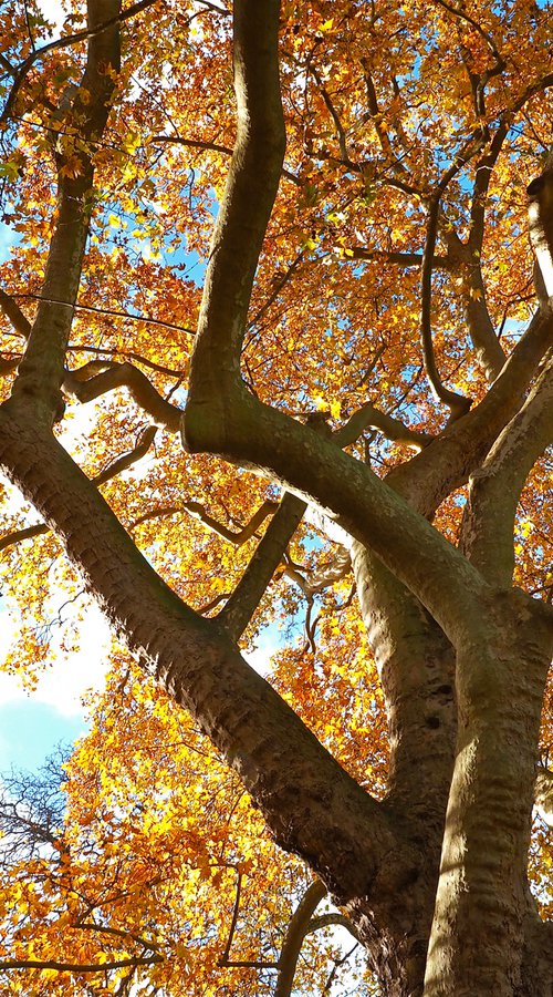 Autumn Canopy by Alex Cassels