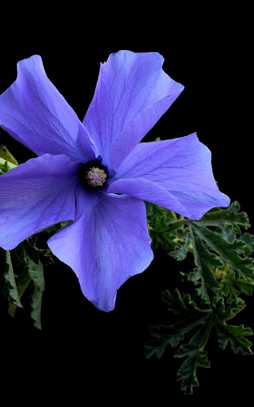 Lilac Hibiscus Flower by Nadia Culph