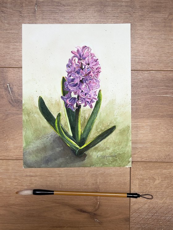 Pink hyacinth
