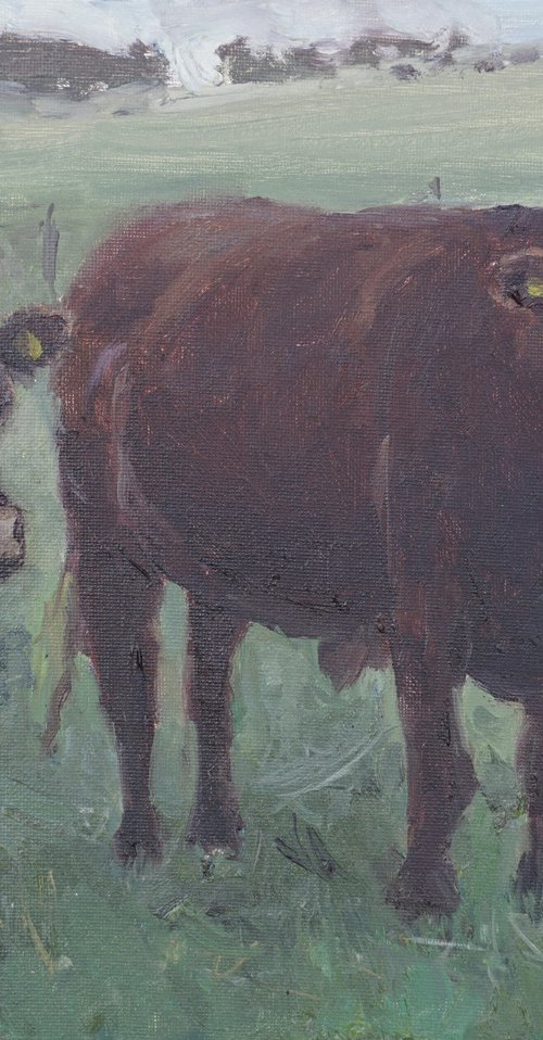 Sussex Cows by Alex James Long