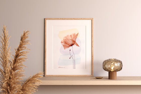 Gentle Poppy Flower