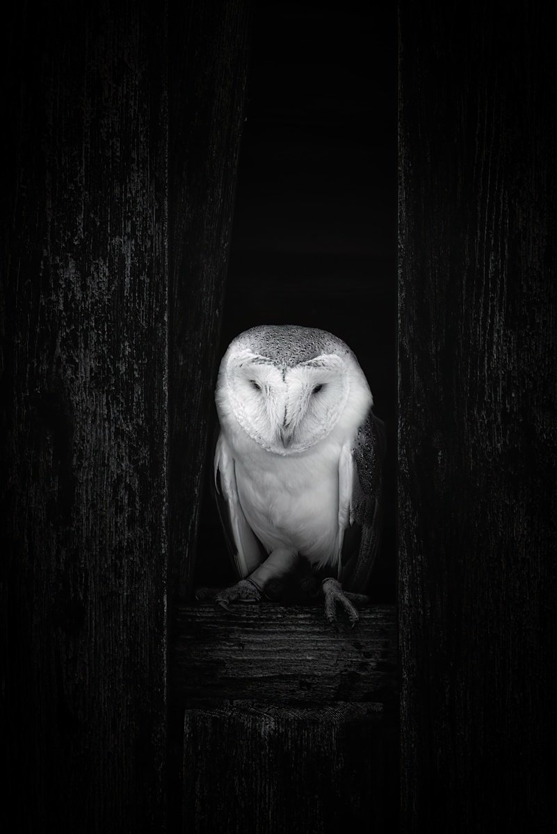Animal Photograph By Paul Nash, 16 X 24", Barn Owl Peeking Out, Original Artwork