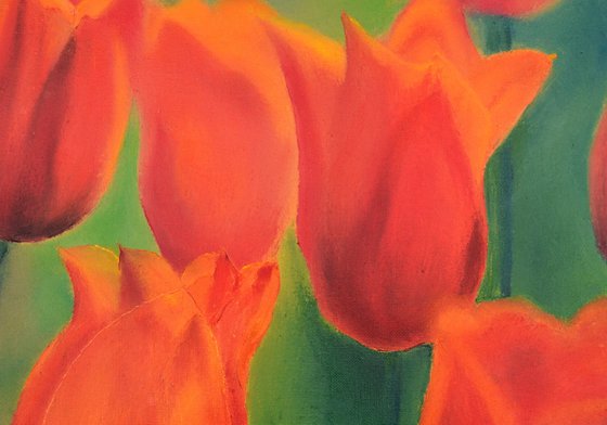 Scarlet tulips