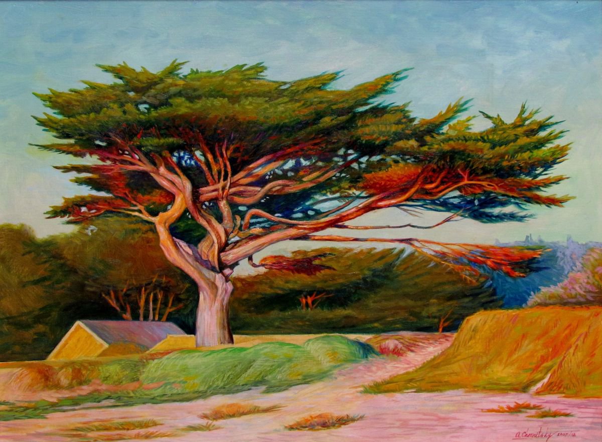 Monterey cypress by Alexander Chernitsky