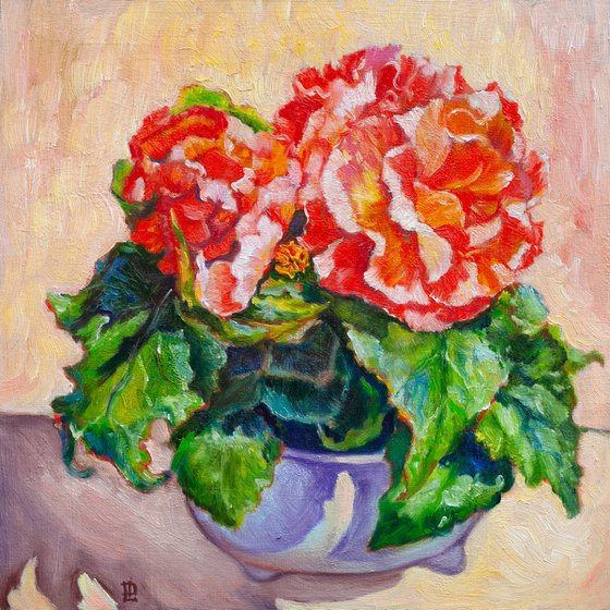 Begonia
