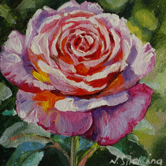Pink Rose Miniature