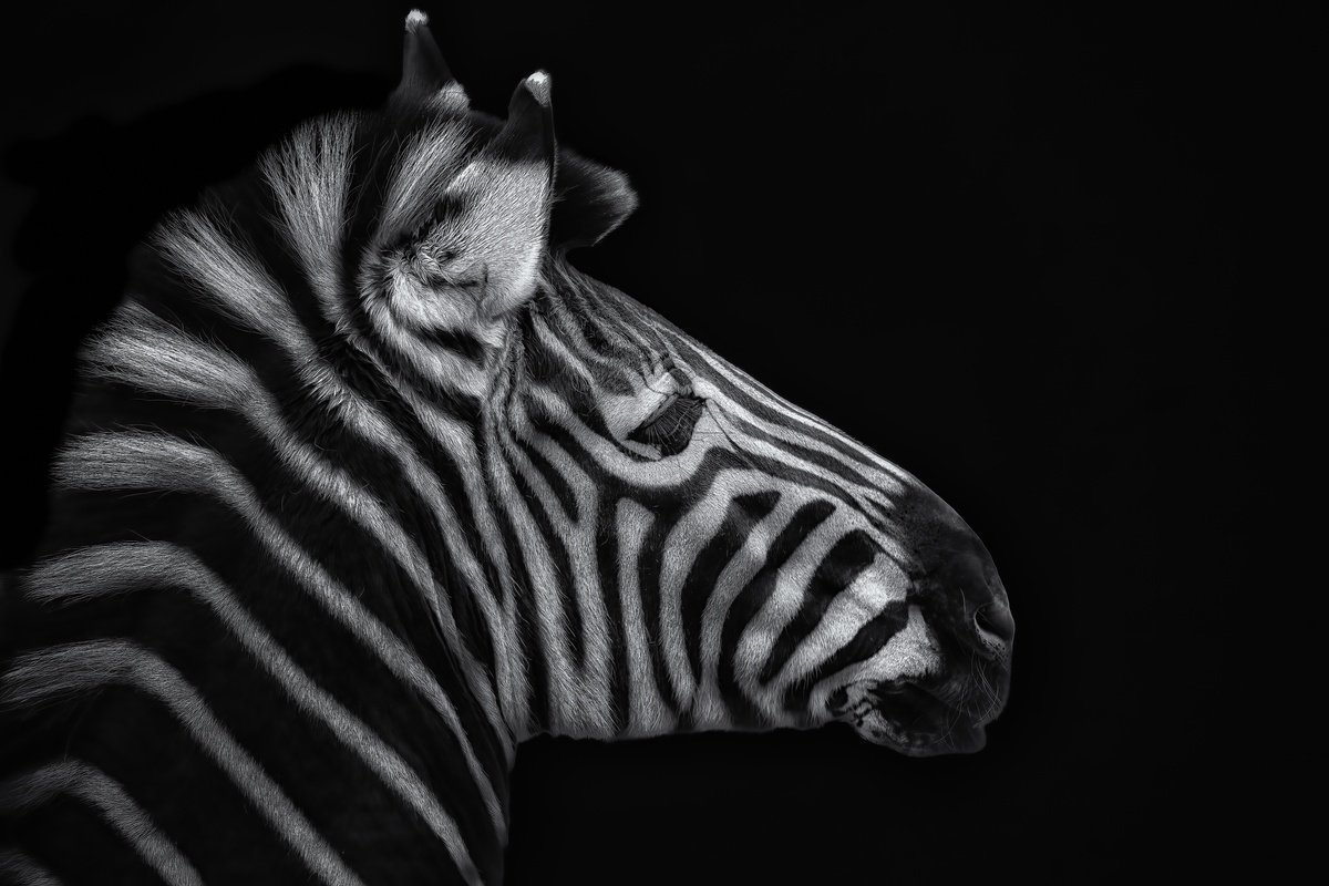Photorealistic Photograph , Zebra Head By Paul Nash, 24 X 16, Artwork For Sale On Artfinder