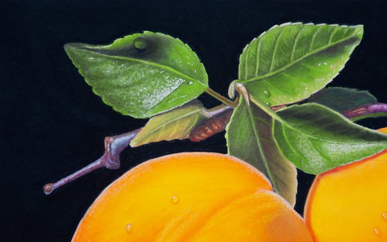 Apricots and Leaves