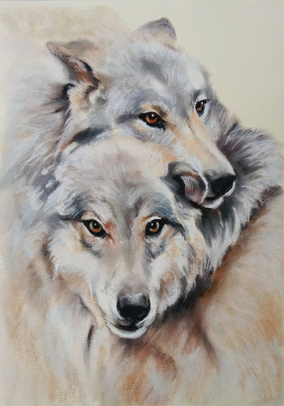 Gray wolves