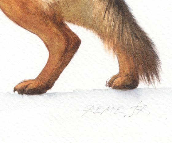 German shepherd III