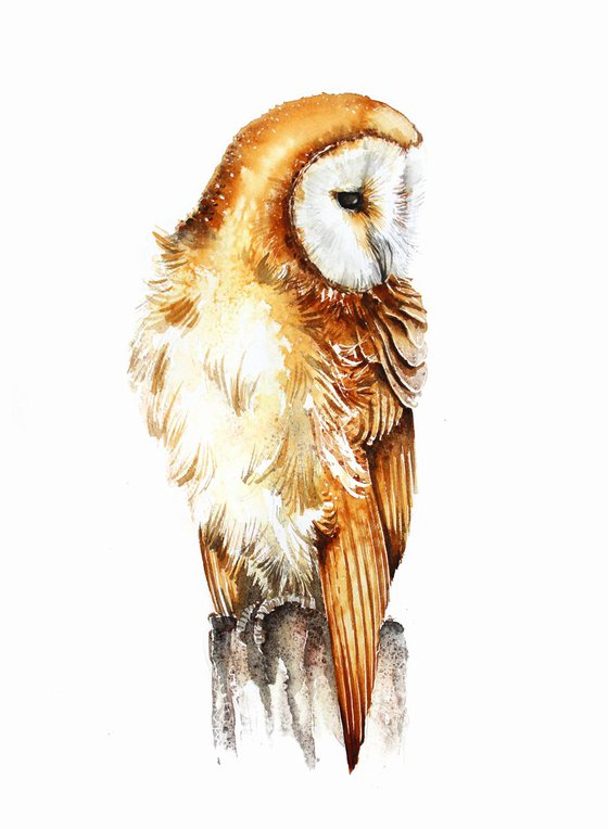 Barn Owl II, wildlife, birds and animals