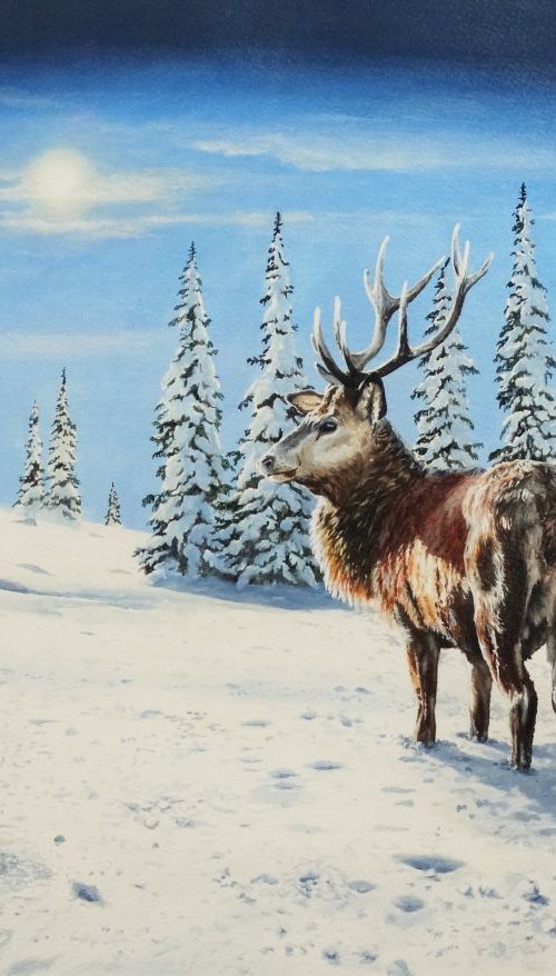 Highland stag by Julian Wheat