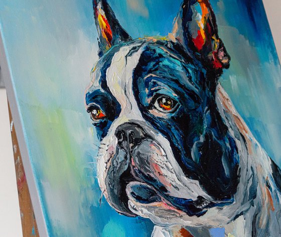 Boston Terrier