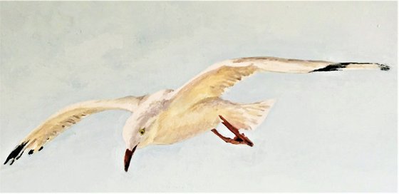 'Gull #1'