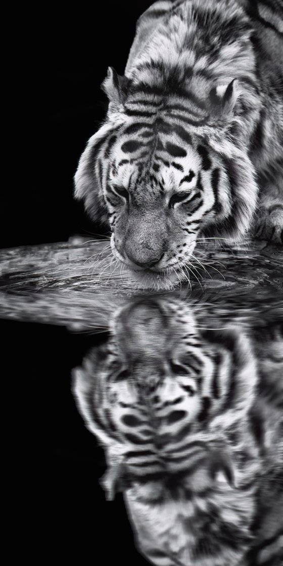 Siberian Tiger drinking and reflection