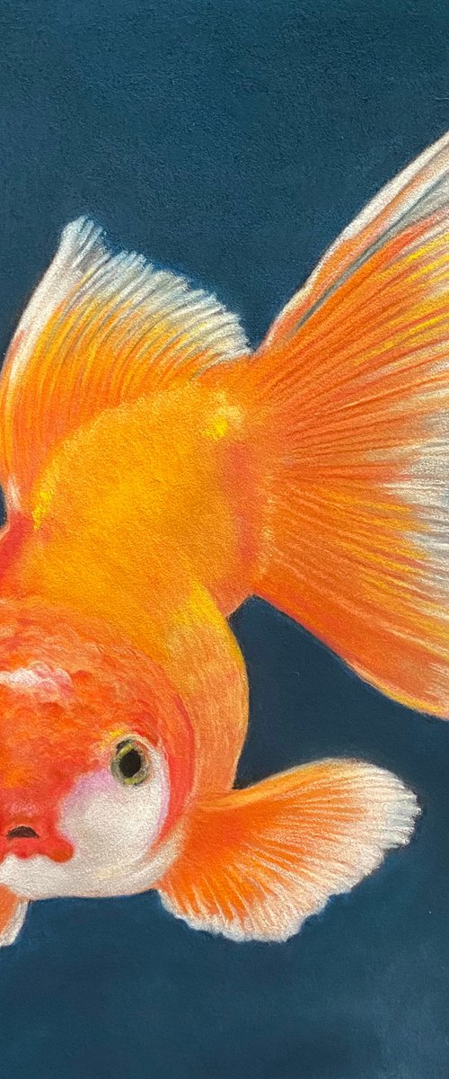 Goldfish by Maxine Taylor