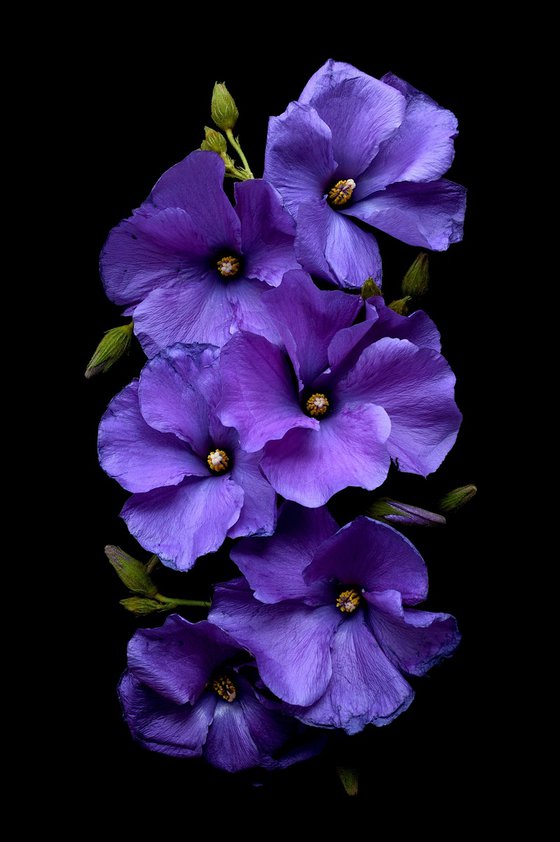 Purple Hibiscus Flowers
