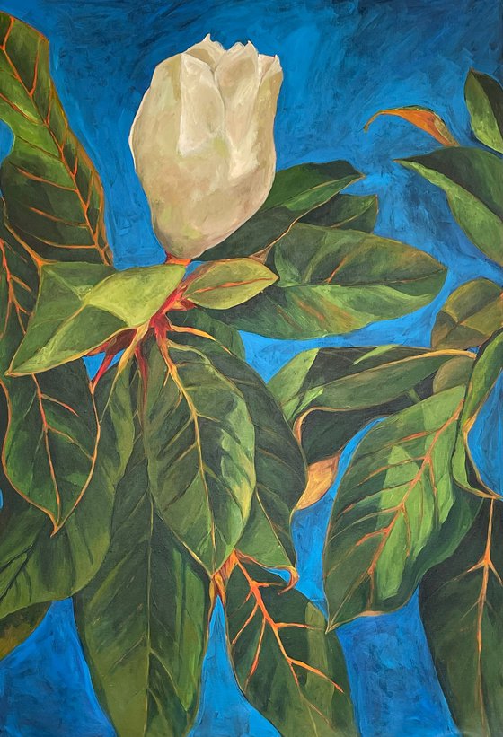 Magnolia 1