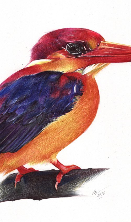 Oriental Dwarf Kingfisher - Bird Portrait by Daria Maier