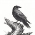 Crow