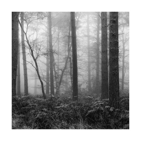 New Forest 2011-XVII