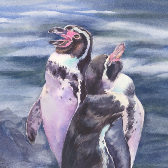 Humboldt penguins