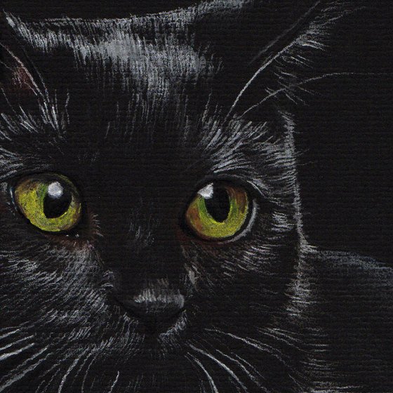 Black Cat. 21cm x 30cm. Colorful pastel portrait.