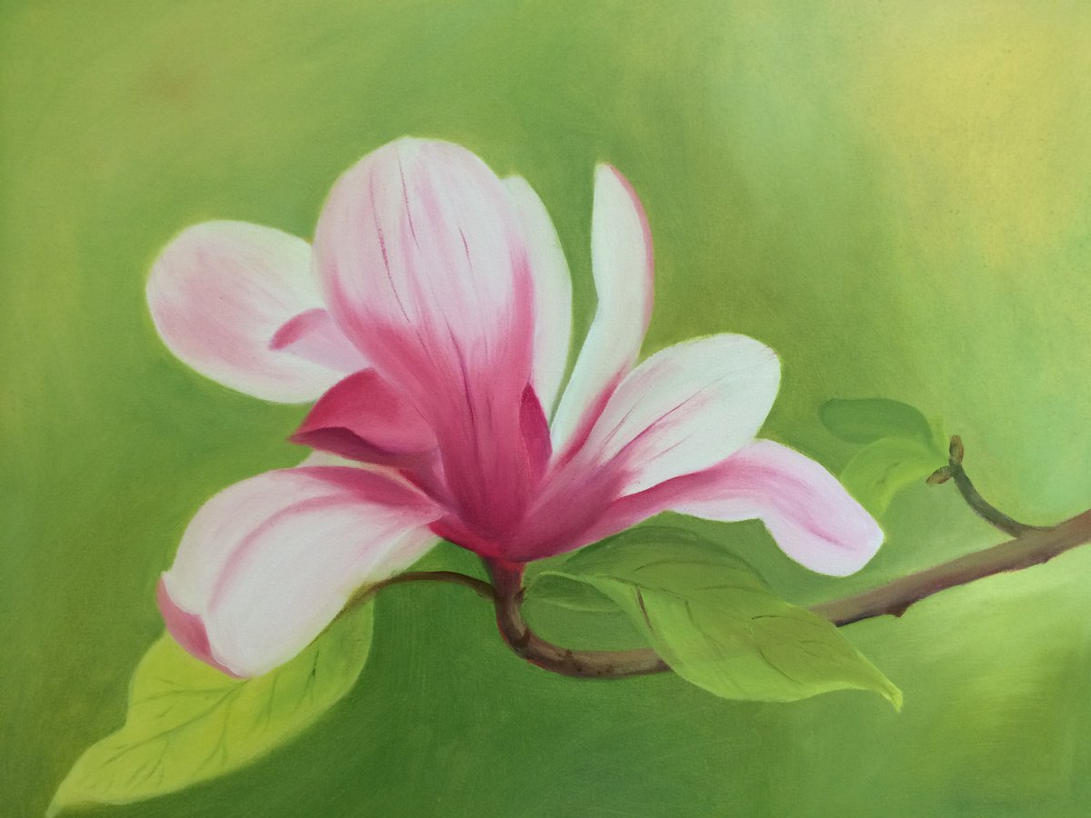 Magnolia by Silvie Wright