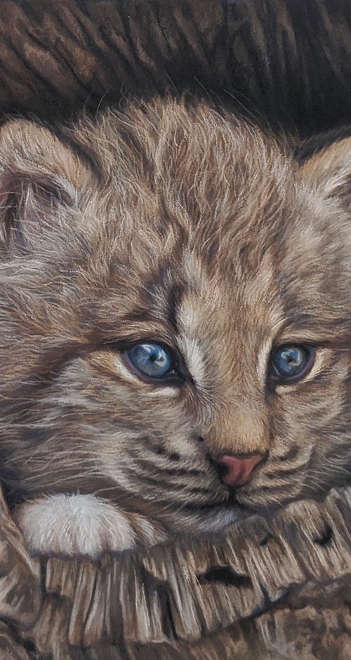 Lynx cub in a tree by Tatjana Bril