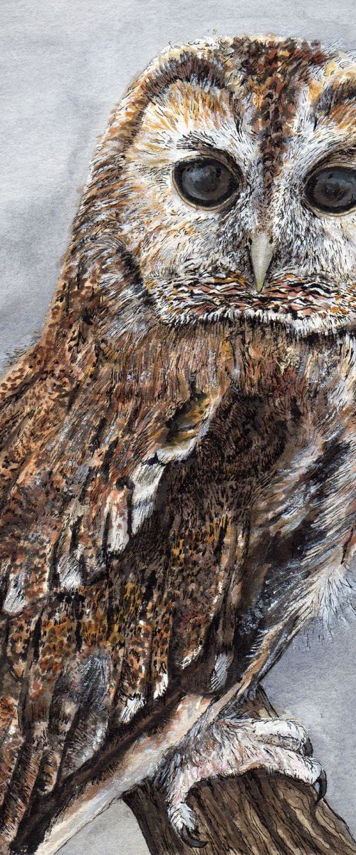 Owl 2 by Roz Edwards