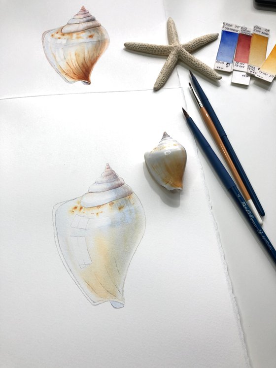 Shell. Original watercolour artwork.