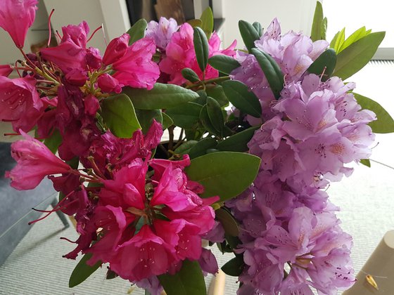 Rhododendron bouquet. Modern Impressionism.