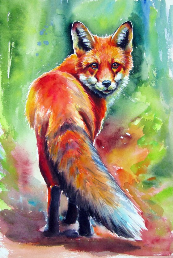 Red fox III