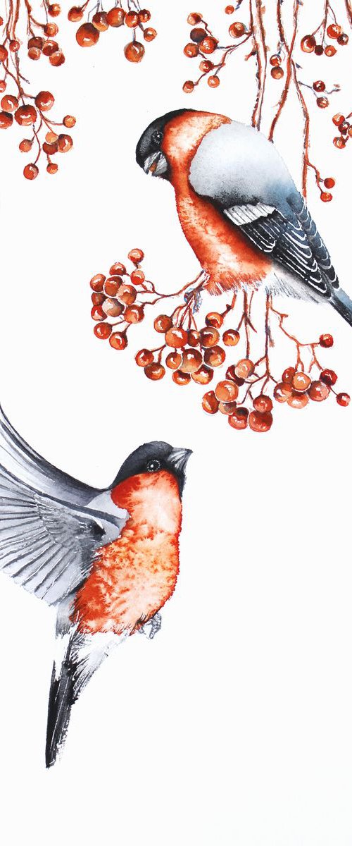 Bulfinch with rowan, wildlife, birds and animals by Karolina Kijak