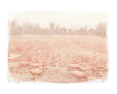 Sheep in Snow by Louise O'Gorman