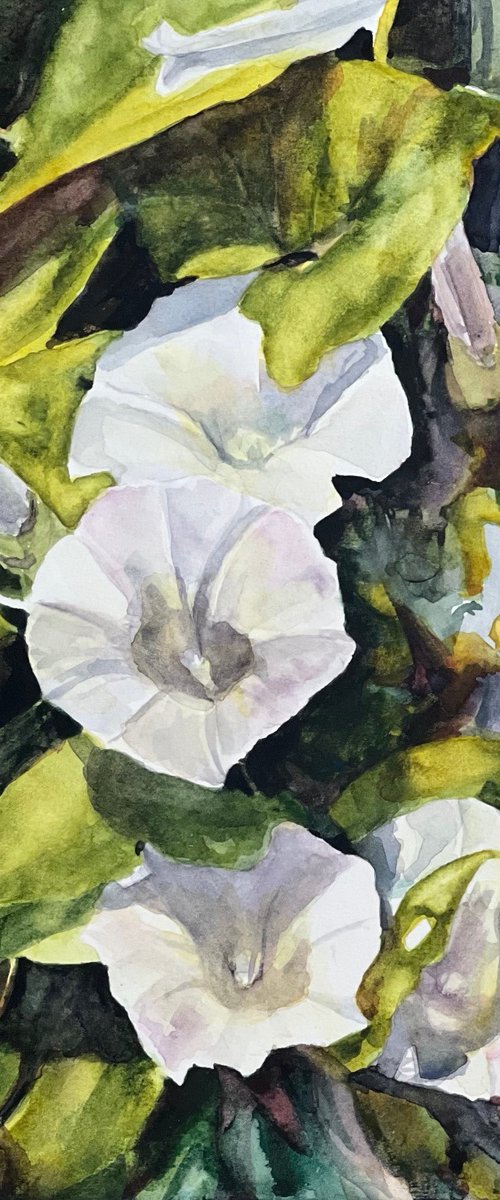 Trumpets in White by Sarah Stowe