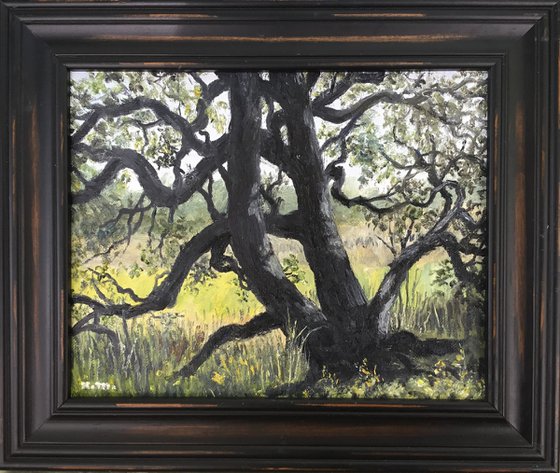 PATRIOT OAK # 2